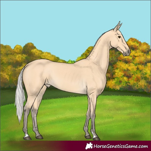 Horse Color:Silver Buckskin 