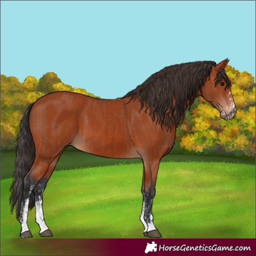 Horse Color:Unknown 