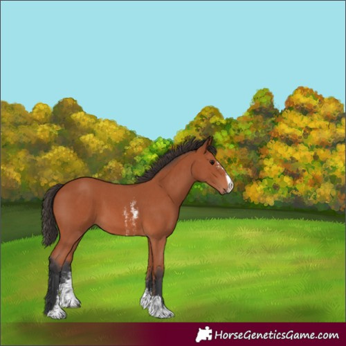 Horse Color:Bay Sabino 
