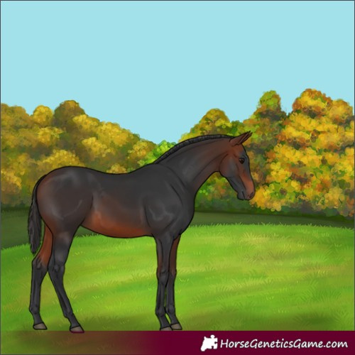 Horse Color:Unknown 