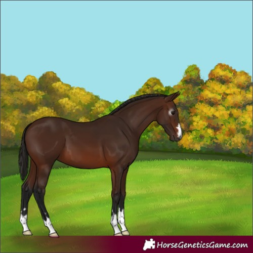Horse Color:Unknown 