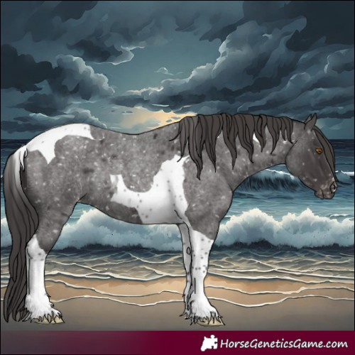 Horse Color:Smoky Blue Roan Tobiano Appaloosa Rabicano