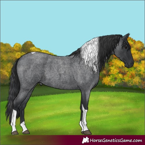 Horse Color:Unknown 