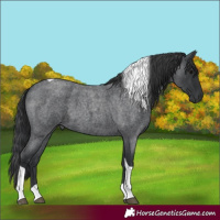 Horse Color:Unknown 