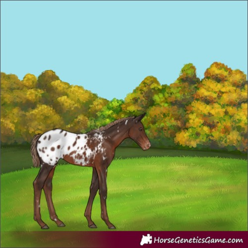 Horse Color:White Spotted Liver Chestnut Appaloosa Rabicano 