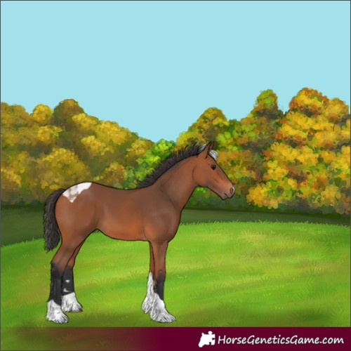 Horse Color:Unknown 