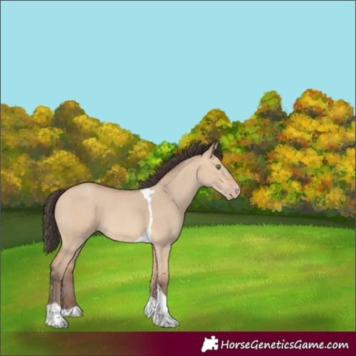 Horse Color:Unknown