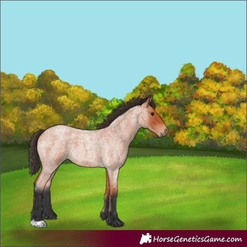 Horse Color:Unknown 