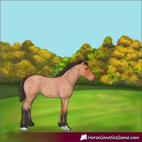 Horse Color:Unknown 