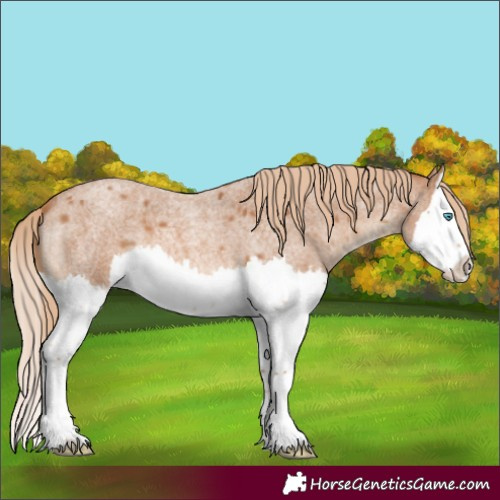 Horse Color:Red Roan Splash
