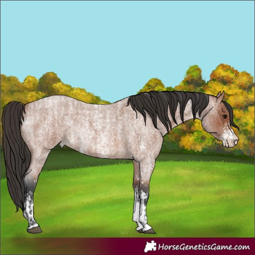 Horse Color:Bay Roan Sabino Rabicano and Bay Roan Sabino Rabicano