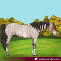 Horse Color:Bay Roan Sabino Rabicano and Bay Roan Sabino Rabicano
