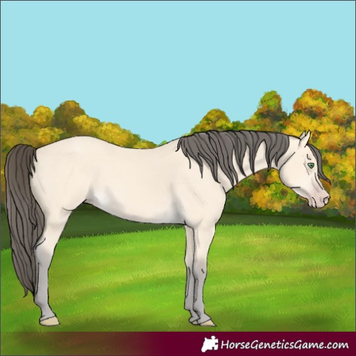 Horse Color:Amber Cream Champagne 