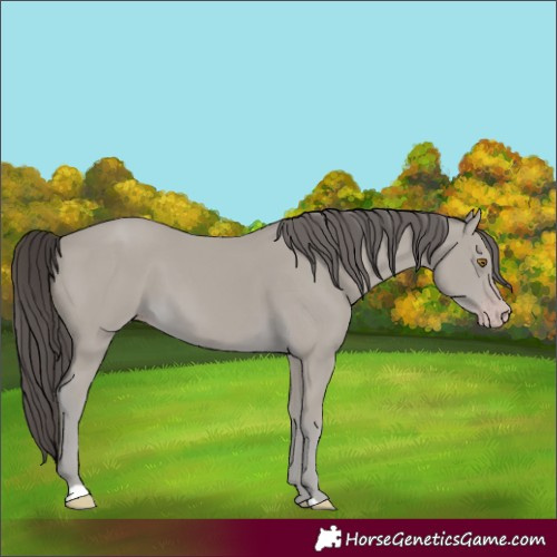 Horse Color:Classic Cream Champagne