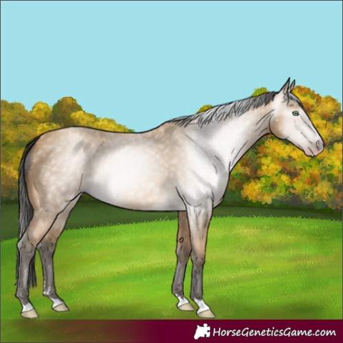 Horse Color:Gray Amber Cream Champagne 
