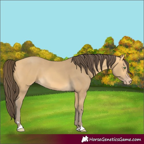 Horse Color:Amber Cream Champagne