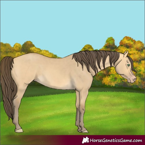 Horse Color:Amber Cream Champagne Dun 