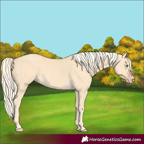 Horse Color:Gold Cream Champagne 