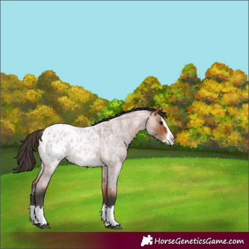 Horse Color:Bay Roan Splash Appaloosa Rabicano