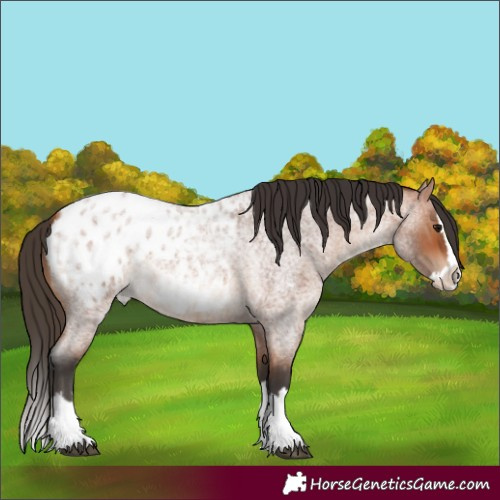 Horse Color:Bay Roan Splash Appaloosa Rabicano