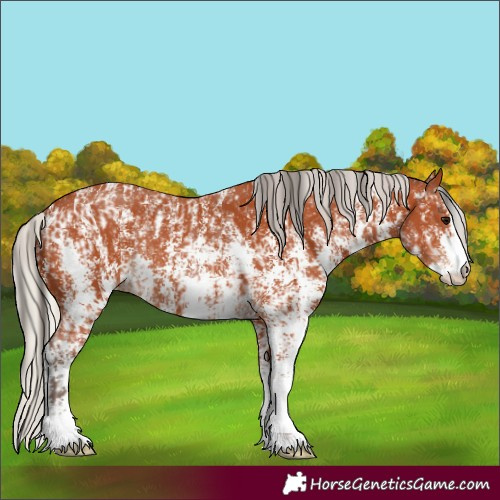 Horse Color:Bay Sabino Rabicano  and Silver Bay Sabino Rabicano 