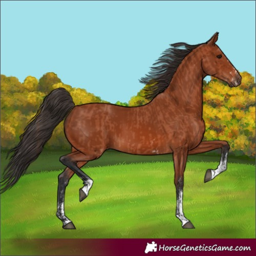 Horse Color:Bay Sabino Rabicano and Bay Sabino Rabicano