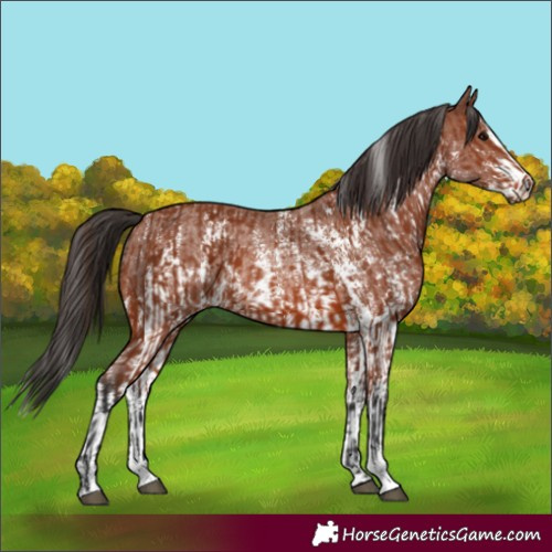Horse Color:Bay Sabino Rabicano and Bay Sabino Rabicano