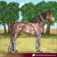 Horse Color:Bay Sabino Rabicano  and Bay Sabino Rabicano 