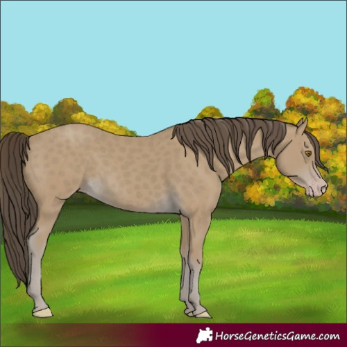 Horse Color:Classic Cream Champagne