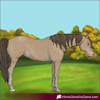 Horse Color:Classic Cream Champagne