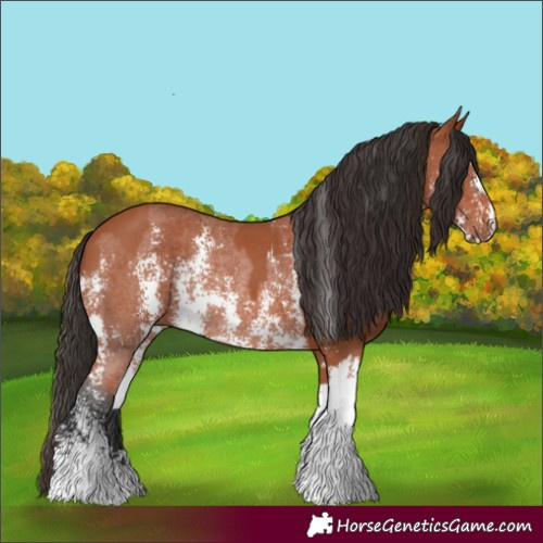 Horse Color:Bay Sabino Rabicano and Bay Sabino Rabicano