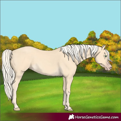 Horse Color:Gold Cream Champagne