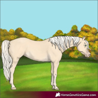 Horse Color:Gold Cream Champagne