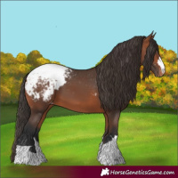 Horse Color:Bay Appaloosa 
