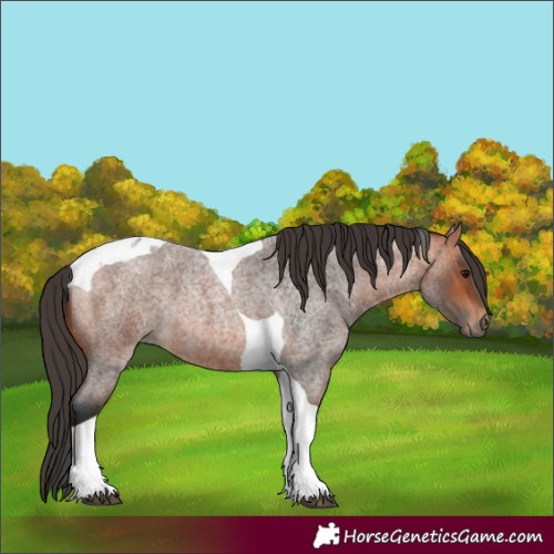 Horse Color:Bay Roan Tobiano 