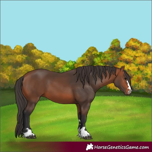 Horse Color:Bay 