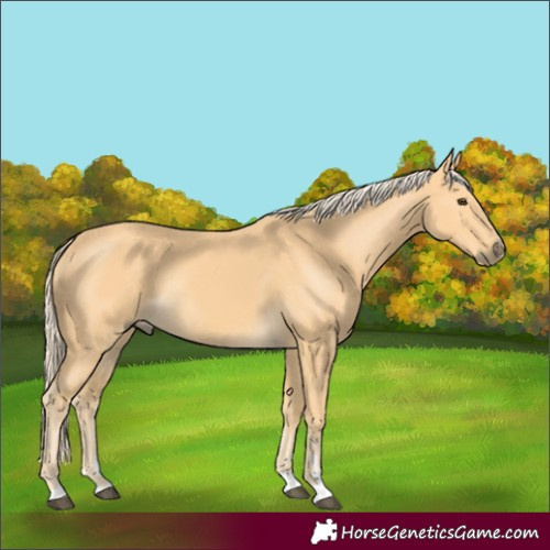 Horse Color:Palomino Rabicano 
