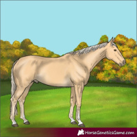 Horse Color:Palomino Rabicano 