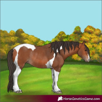 Horse Color:Bay Tobiano Rabicano