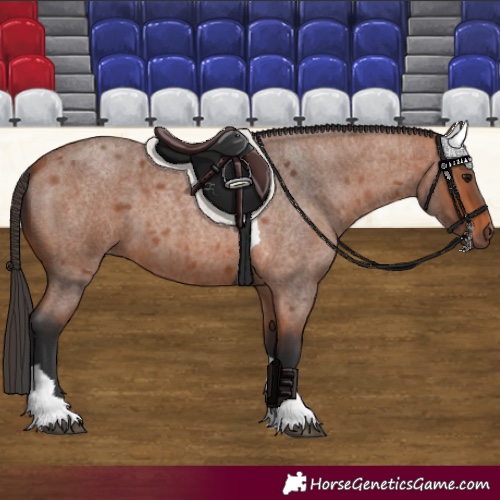 Horse Color:Bay Roan Tobiano