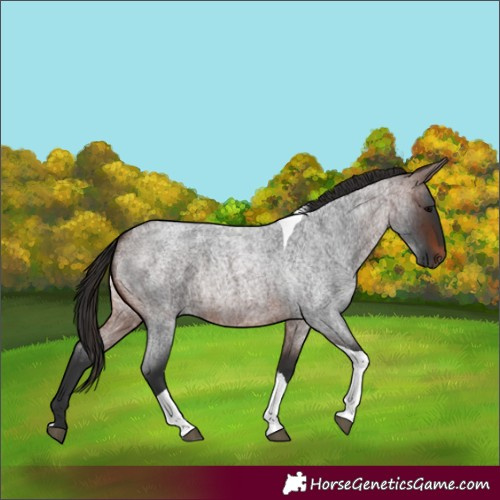 Horse Color:Brown Roan Tobiano 