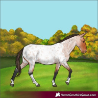Horse Color:Bay Roan Tobiano Appaloosa 
