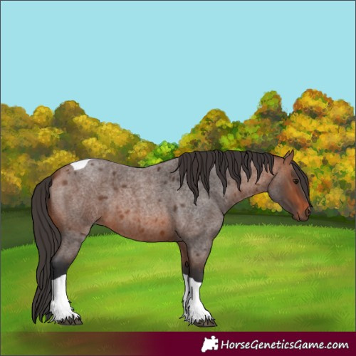 Horse Color:Bay Roan Tobiano 