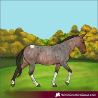 Horse Color:Bay Roan Tobiano 