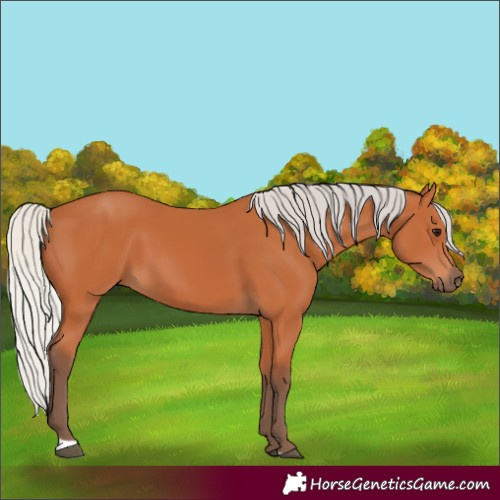 Horse Color:Silver Bay 
