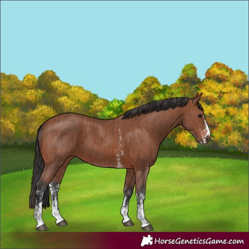 Horse Color:Brown Sabino Rabicano  and Bay Sabino Rabicano 