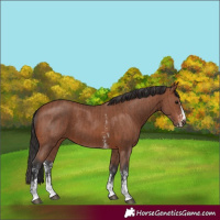 Horse Color:Brown Sabino Rabicano  and Bay Sabino Rabicano 