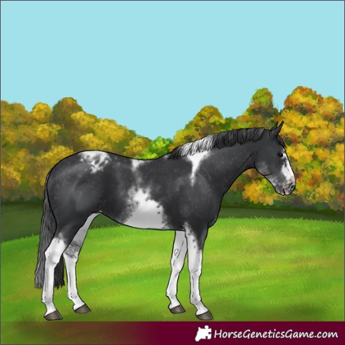 Horse Color:White Spotted Black Splash Tobiano Frame Appaloosa 