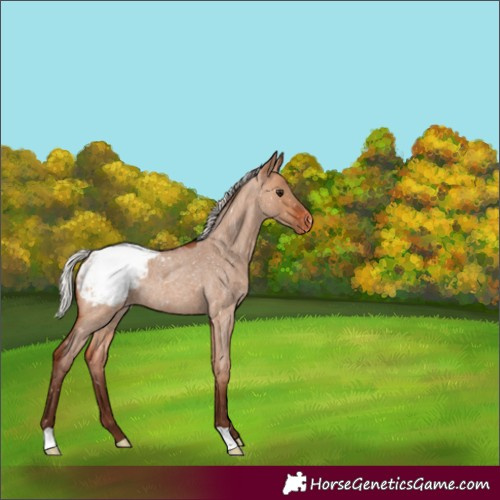 Horse Color:Silver Bay Roan Dun Appaloosa Rabicano 