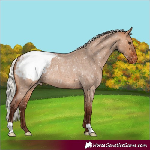 Horse Color:Silver Bay Roan Dun Appaloosa Rabicano 